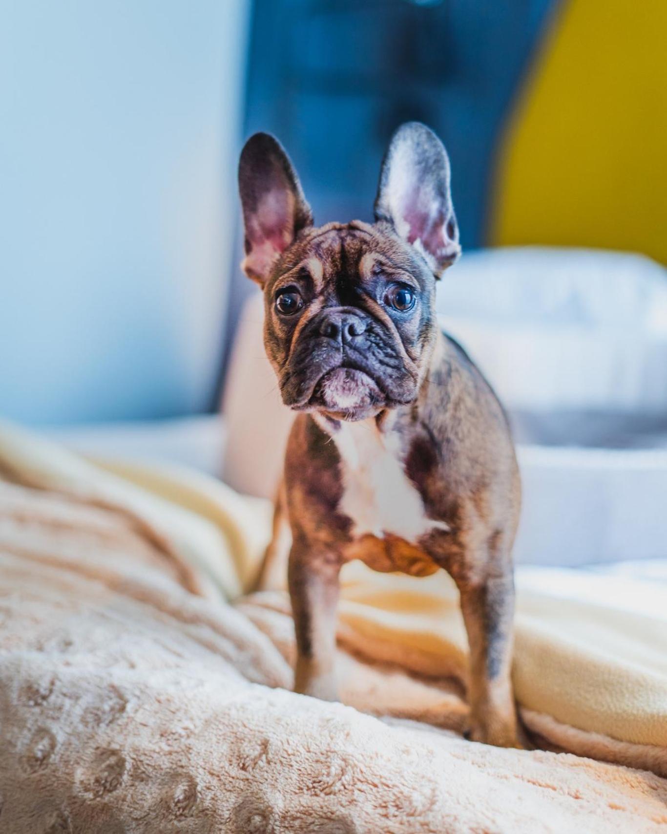 Hotel Bristol Tradition And Luxury Rzeszów Kültér fotó French Bulldog